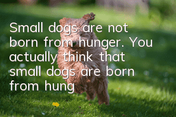 Small dogs are not born from hunger. You actually think that small dogs are born from hunger?