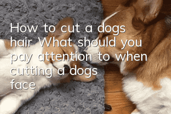How to cut a dog’s hair? What should you pay attention to when cutting a dog’s face?