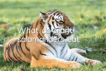 What do giant salamanders eat?
