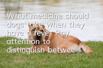 What medicine should dogs take when they have a fever? Pay attention to distinguish between viral and cold symptoms.