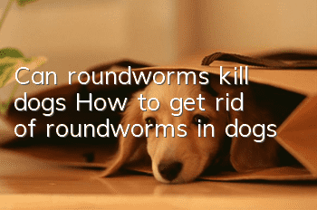 Can roundworms kill dogs? How to get rid of roundworms in dogs