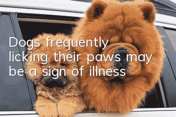 Dogs frequently licking their paws may be a sign of illness