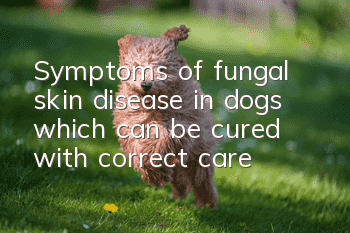 Symptoms of fungal skin disease in dogs, which can be cured with correct care
