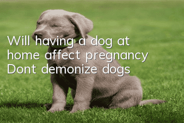 Will having a dog at home affect pregnancy? Don’t demonize dogs