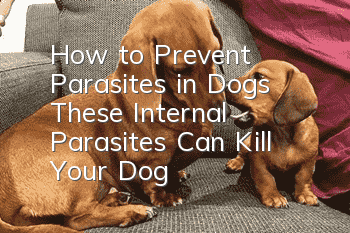 How to Prevent Parasites in Dogs These Internal Parasites Can Kill Your Dog
