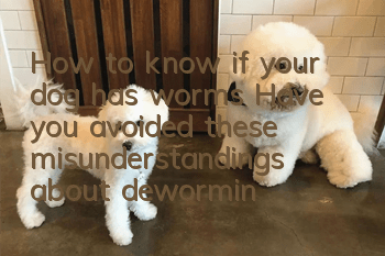 How to know if your dog has worms? Have you avoided these misunderstandings about deworming?