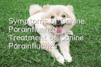 Symptoms of Canine Parainfluenza Treatment of Canine Parainfluenza