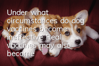 Under what circumstances do dog vaccines become ineffective? Real vaccines may also become ineffective!