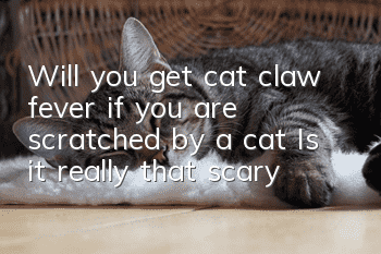 Will you get cat claw fever if you are scratched by a cat? Is it really that scary?