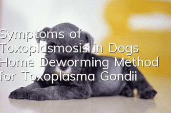 Symptoms of Toxoplasmosis in Dogs Home Deworming Method for Toxoplasma Gondii