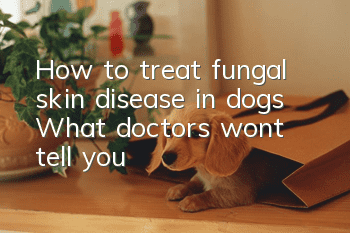 How to treat fungal skin disease in dogs: What doctors won’t tell you