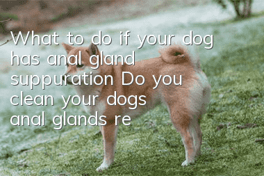 What to do if your dog has anal gland suppuration? Do you clean your dog’s anal glands regularly?