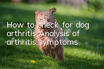 How to check for dog arthritis? Analysis of arthritis symptoms