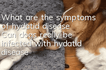 What are the symptoms of hydatid disease? Can dogs really be infected with hydatid disease?