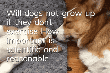 Will dogs not grow up if they don’t exercise? How important is scientific and reasonable exercise?