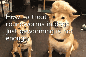 How to treat roundworms in dogs? Just deworming is not enough