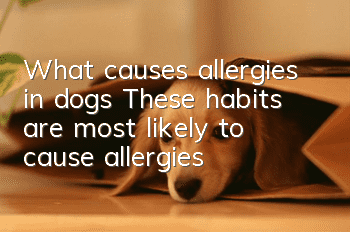What causes allergies in dogs? These habits are most likely to cause allergies!