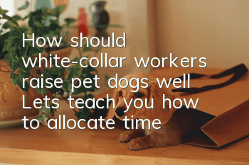How should white-collar workers raise pet dogs well? Let’s teach you how to allocate time to raise your pet dogs!