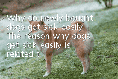 Why do newly bought dogs get sick easily? The reason why dogs get sick easily is related to the care of their owners!