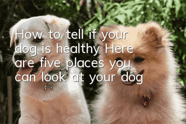 How to tell if your dog is healthy? Here are five places you can look at your dog