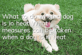 What to do when a dog is in heat? What measures can be taken when a dog is in heat?