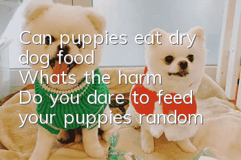 Can puppies eat dry dog ​​food? What's the harm? Do you dare to feed your puppies random dry food?