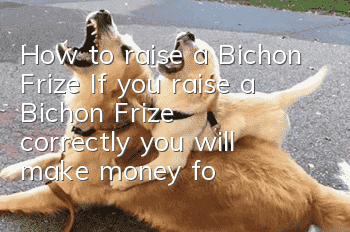 How to raise a Bichon Frize? If you raise a Bichon Frize correctly, you will make money for yourself.