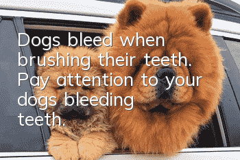 Dogs bleed when brushing their teeth. Pay attention to your dog’s bleeding teeth.