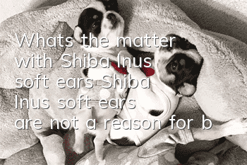 What's the matter with Shiba Inu's soft ears? Shiba Inu's soft ears are not a reason for being henpecked!