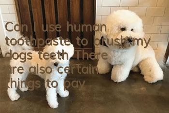 Can I use human toothpaste to brush my dog’s teeth? There are also certain things to pay attention to when brushing your dog’s teeth.