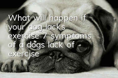 What will happen if your dog lacks exercise? 7 symptoms of a dog’s lack of exercise