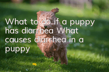 What to do if a puppy has diarrhea? What causes diarrhea in a puppy?