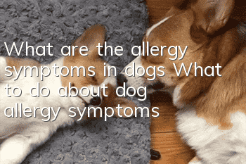 What are the allergy symptoms in dogs? What to do about dog allergy symptoms