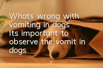 What’s wrong with vomiting in dogs? It’s important to observe the vomit in dogs