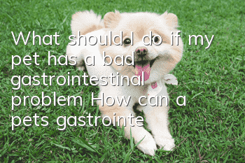 What should I do if my pet has a bad gastrointestinal problem? How can a pet’s gastrointestinal problem be remedied in this way?