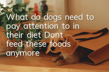 What do dogs need to pay attention to in their diet? Don’t feed these foods anymore