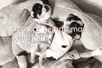 Dog ear hematoma symptoms