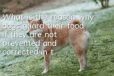 What is the reason why dogs guard their food? If they are not prevented and corrected in time, they may develop into biting.