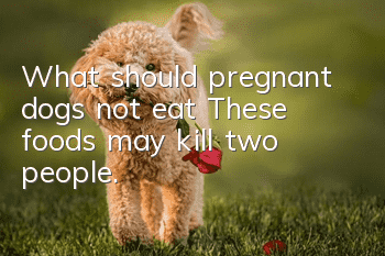What should pregnant dogs not eat? These foods may kill two people.
