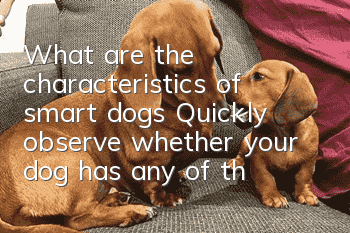 What are the characteristics of smart dogs? Quickly observe whether your dog has any of them.