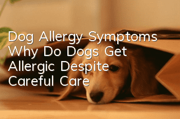 Dog Allergy Symptoms: Why Do Dogs Get Allergic Despite Careful Care?
