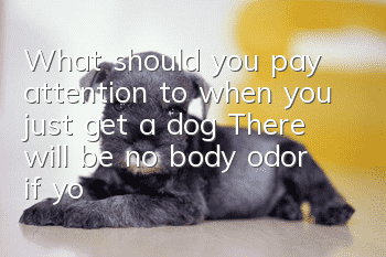 What should you pay attention to when you just get a dog? There will be no body odor if you raise it like this