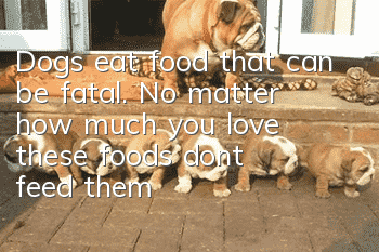 Dogs eat food that can be fatal. No matter how much you love these foods, don’t feed them to your dog.