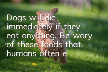 Dogs will die immediately if they eat anything. Be wary of these foods that humans often eat.