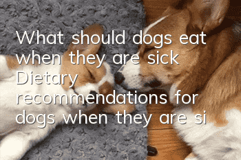 What should dogs eat when they are sick? Dietary recommendations for dogs when they are sick