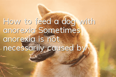How to feed a dog with anorexia? Sometimes anorexia is not necessarily caused by