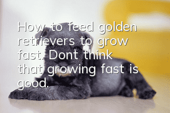 How to feed golden retrievers to grow fast. Don’t think that growing fast is good.