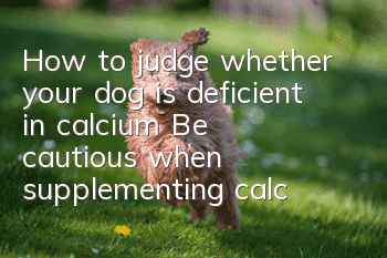 How to judge whether your dog is deficient in calcium? Be cautious when supplementing calcium