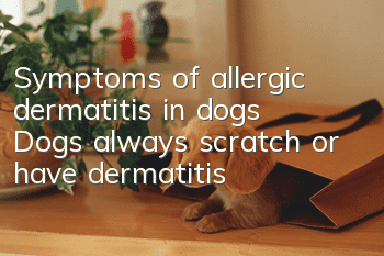 Symptoms of allergic dermatitis in dogs: Dogs always scratch or have dermatitis