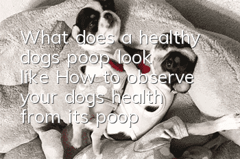 What does a healthy dog’s poop look like? How to observe your dog’s health from its poop